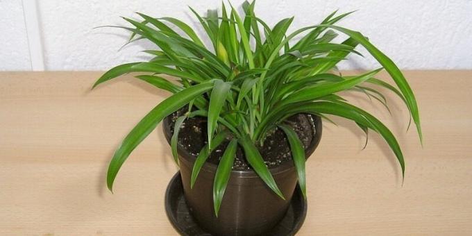 Gölge ev bitkileri: Chlorophytum