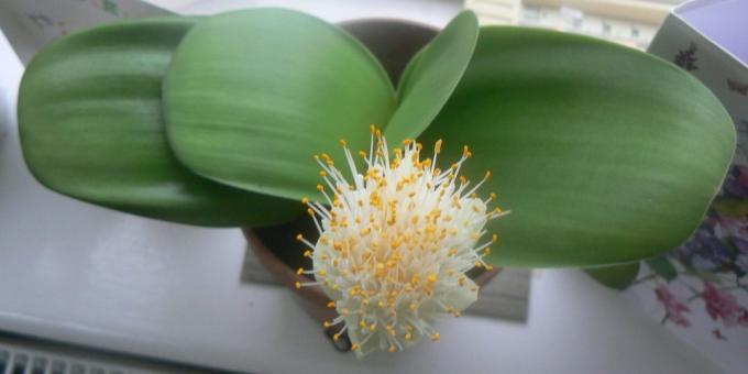 Oda soğanlı çiçekler: haemanthus