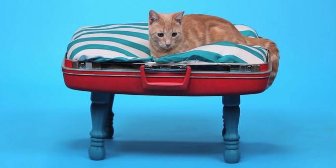 Bir valizden kendin yap kedi yatağı nasıl yapılır