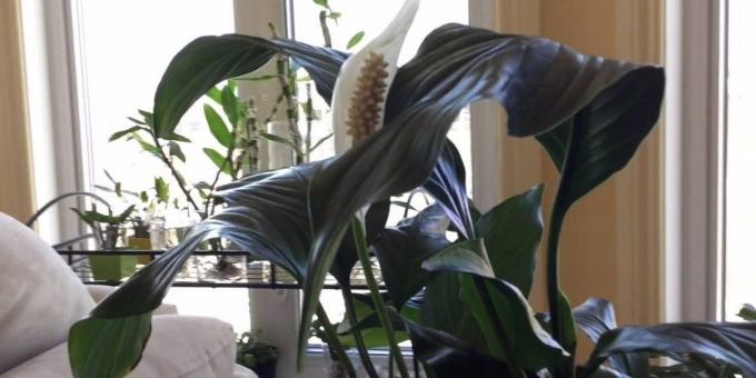 Evde Spathiphyllum Bakım: Nerede Spathiphyllum koymak