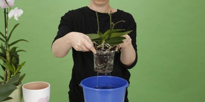Nasıl su Orkide'ye: pot yükseltmek fazla suyun kurtulmak için