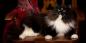 Sibirya kedisi: cins tanımı, karakteri ve bakımı