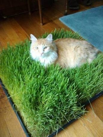 kedi için çim Pad