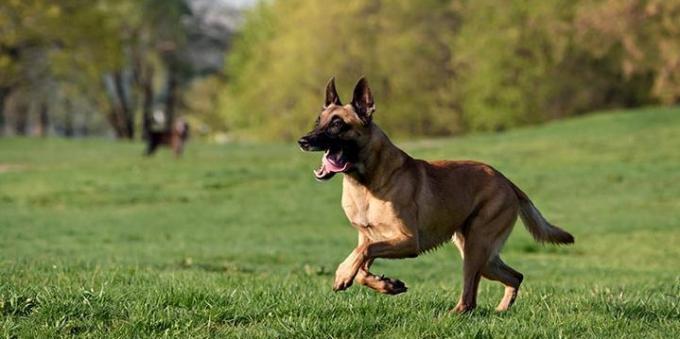 Yürüyüş ve koşu köpeğin sağlığını korumak için yardımcı olacaktır