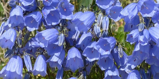 Uzun ömürlü, bütün yaz çiçekli: Bellflower