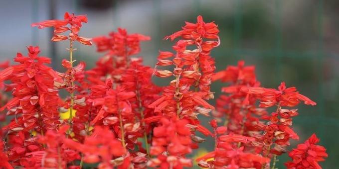 Tarh iddiasız çiçekler: Salvia köpüklü