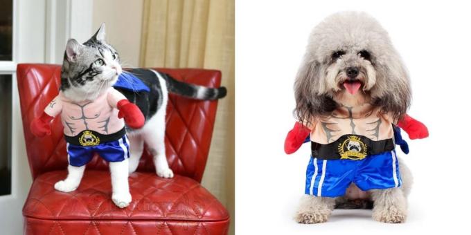 Köpekler ve kediler için Noel kostümleri: boksör