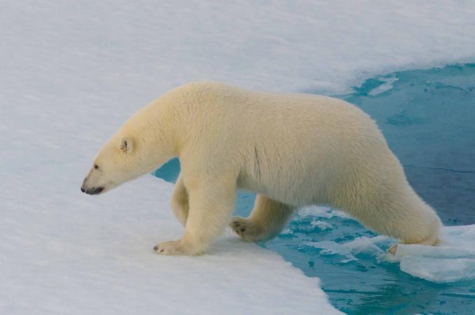 İlginç gerçekler: kutup ayıları termal kamera ile tespit edilemez
