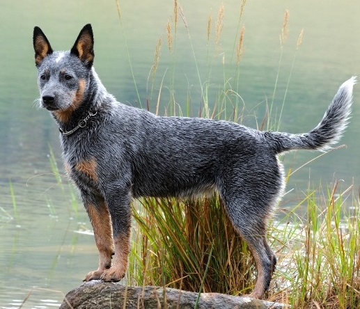 Top 10 en akıllı köpek ırkları: Avustralya Sığır Köpeği