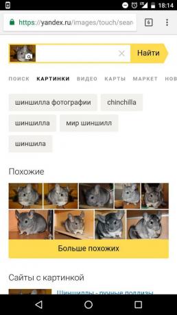 "Yandex": Resmin üzerine hayvanın belirlenmesi