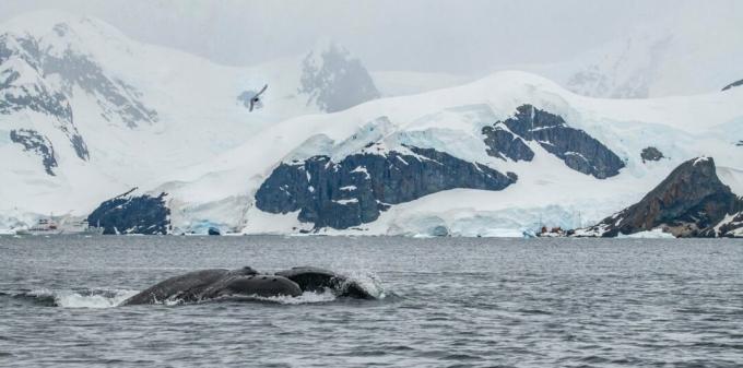 Antarktika: kambur balina fotoğrafı
