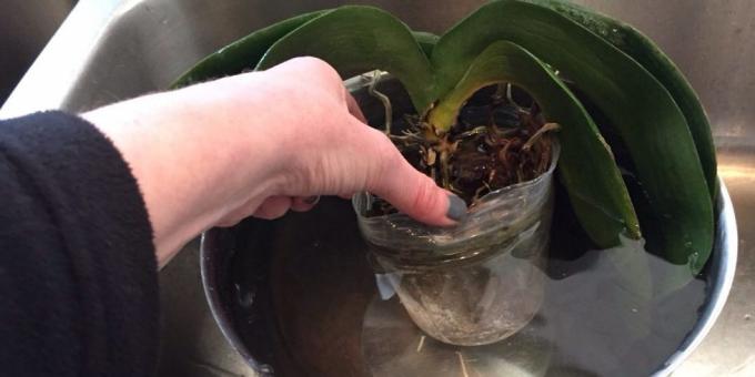 orkide sulamak için: dalış, derin kase ya da başka bir kap almak