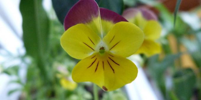 Tarh iddiasız çiçekler: Üç renkli Viola