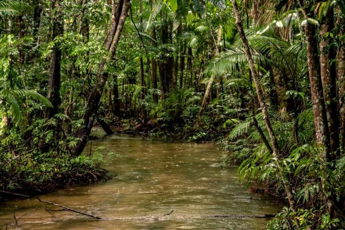 İlginç gerçekler: oksijenin% 20 Amazon ormanlarının üretilen