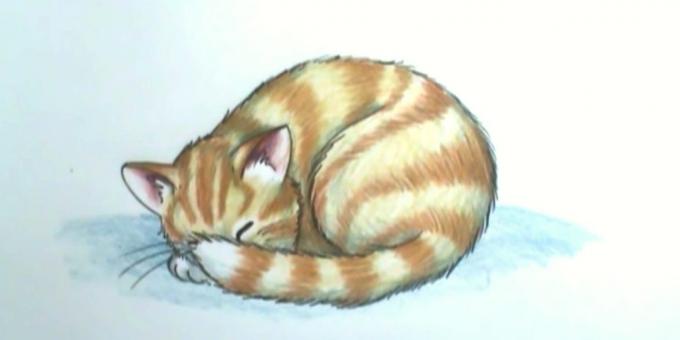 gerçekçi bir tarzda bir uyku kedi nasıl çizilir
