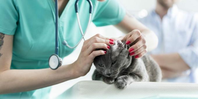 Rus mavi kedisi: hastalıklar