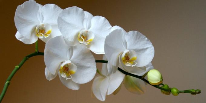 orkide Phalenopsisten için bakım nasıl