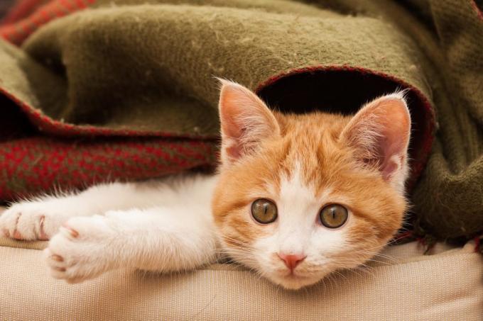 evsiz hayvan: Kedi maması