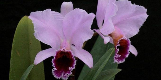 orkide bakımı nasıl
