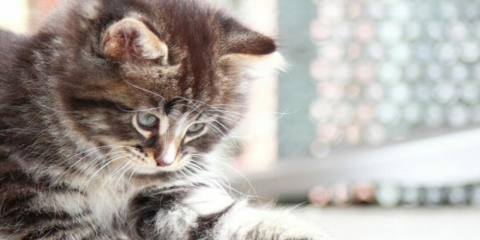 Sibirya kedisi: kedi yavrusu