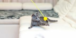 Rus mavi kedisi: açıklama, doğa ve bakım kuralları