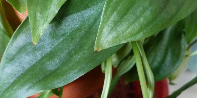 Bakım Spathiphyllum evde: Spathiphyllum tedavisinde nasıl kuru yaprak uçları ise