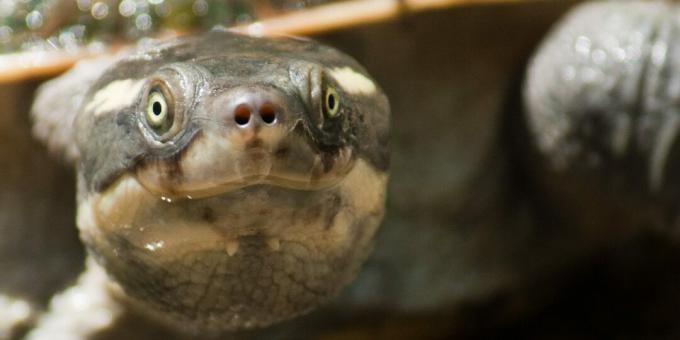 Avustralya'daki Mary River kaplumbağası anüsten nefes alabilir
