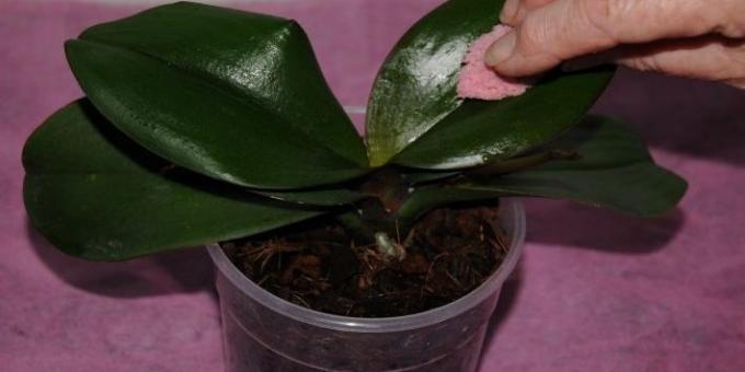 orkide sulamak için: hafifçe nemli bir süngerle yaprakları silin