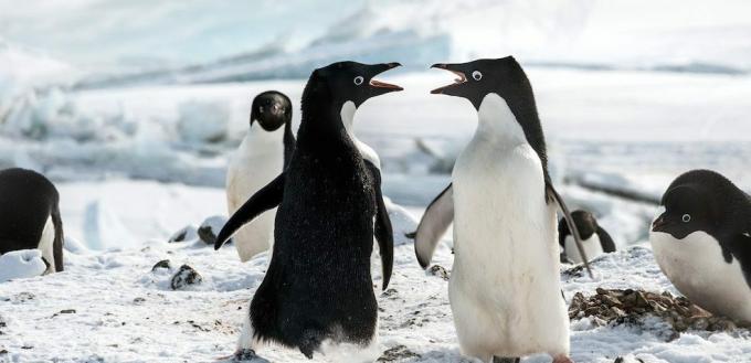 Penguin Filmleri: "Penguenler"