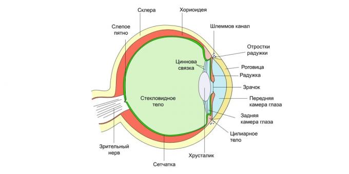 Gözün yapısı