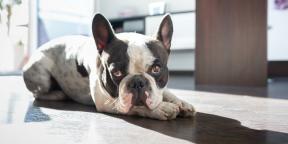Fransız Bulldogları hakkında her şey: bakım, karakter, beslenme ve daha fazlası