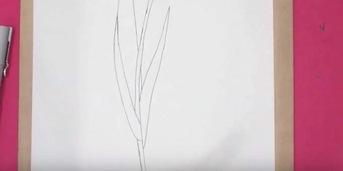 Bir lale nasıl çizilir: doğru yaprağı çizin