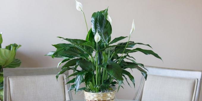 Bakım Spathiphyllum evde: nasıl nakli için bir pot seçmek için