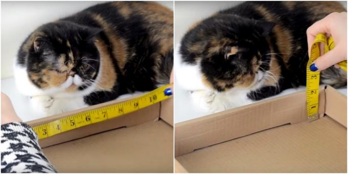 DIY kedi tırmalama direği: ölçümler alın